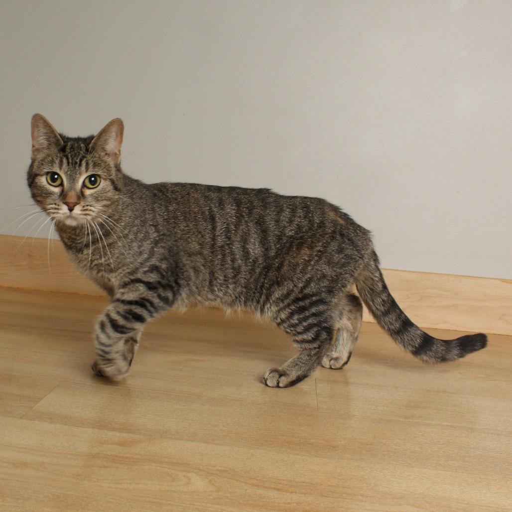 Enlarge Kendra C69131, a Adoptable mixed breed in Minnetonka, MN image 3/6