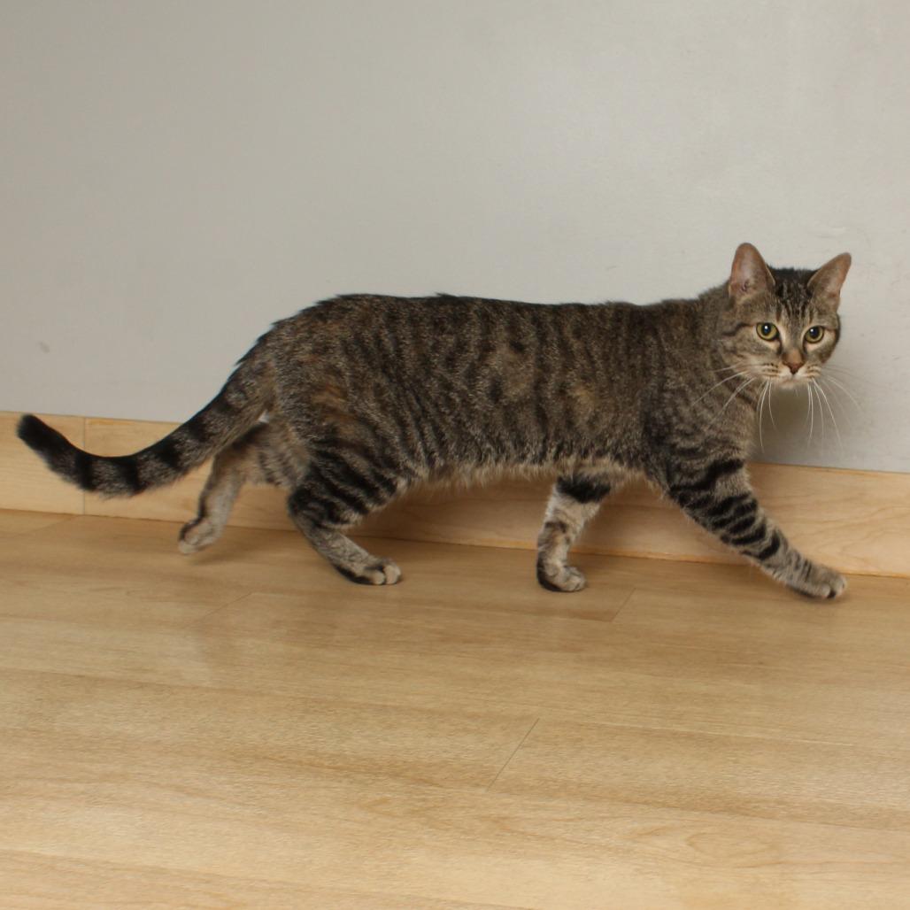 Enlarge Kendra C69131, a Adoptable mixed breed in Minnetonka, MN image 4/6