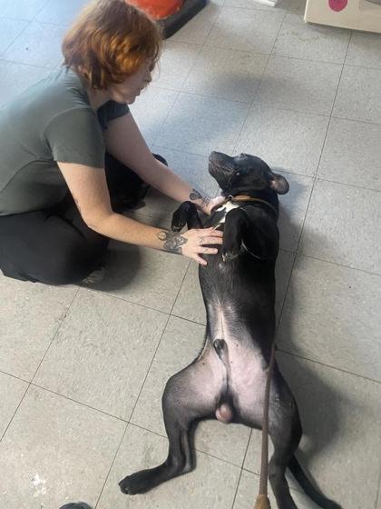 Tervis, Adoptable, Puppy Male Mixed Breed & Mixed Breed.