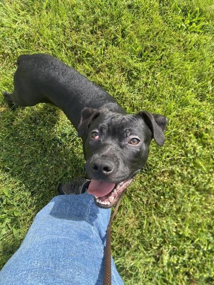 Tervis, a Adoptable mixed breed in Hobart, IN image 2/3