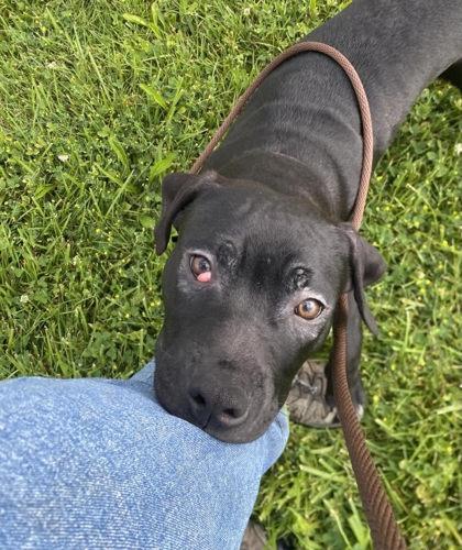 Tervis, a Adoptable mixed breed in Hobart, IN image 3/3