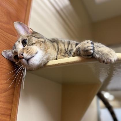 Ozzy, a Adoptable Domestic Short Hair in Elk Grove Village, IL image 1/3