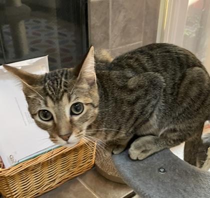 Ozzy, Adoptable, Young Male Domestic Short Hair & Domestic Short Hair.