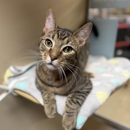 Ozzy, a Adoptable Domestic Short Hair in Elk Grove Village, IL image 2/3