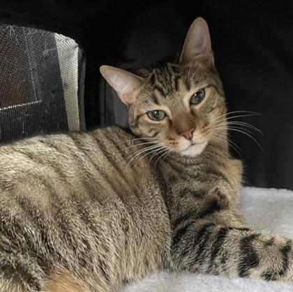 Ozzy, a Adoptable Domestic Short Hair in Elk Grove Village, IL image 3/3