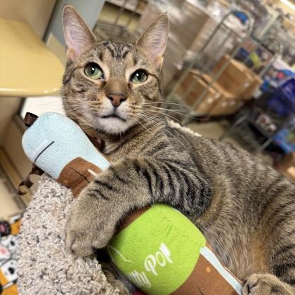 Ozzy, a Adoptable Domestic Short Hair in Elk Grove Village, IL image 3/3