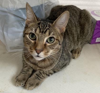 Ozzy, a Adoptable Domestic Short Hair in Elk Grove Village, IL image 2/3