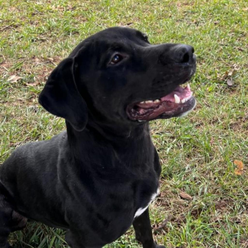 Morgan, Adoptable, Senior Male Rottweiler & Black Labrador Retriever.