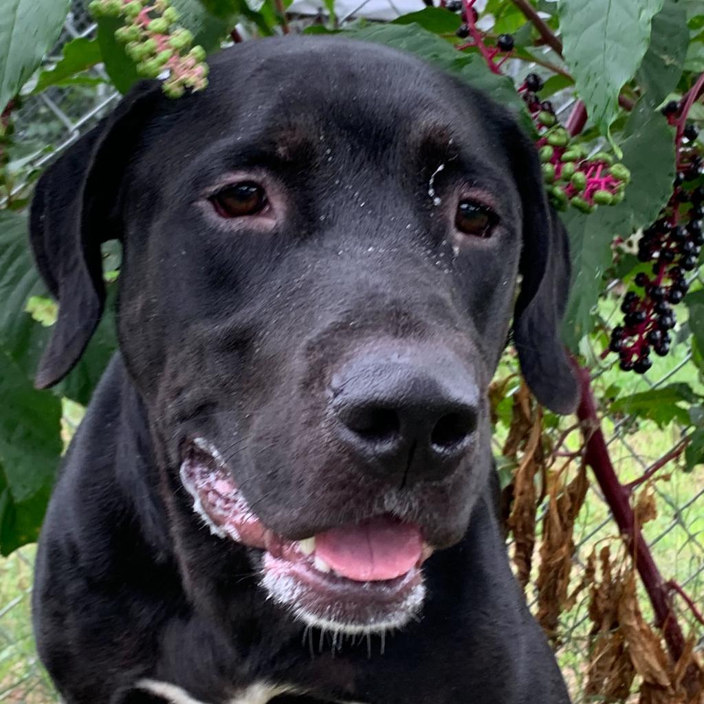 Enlarge Morgan, a Adoptable mixed breed in Chatsworth, CA image 2/6