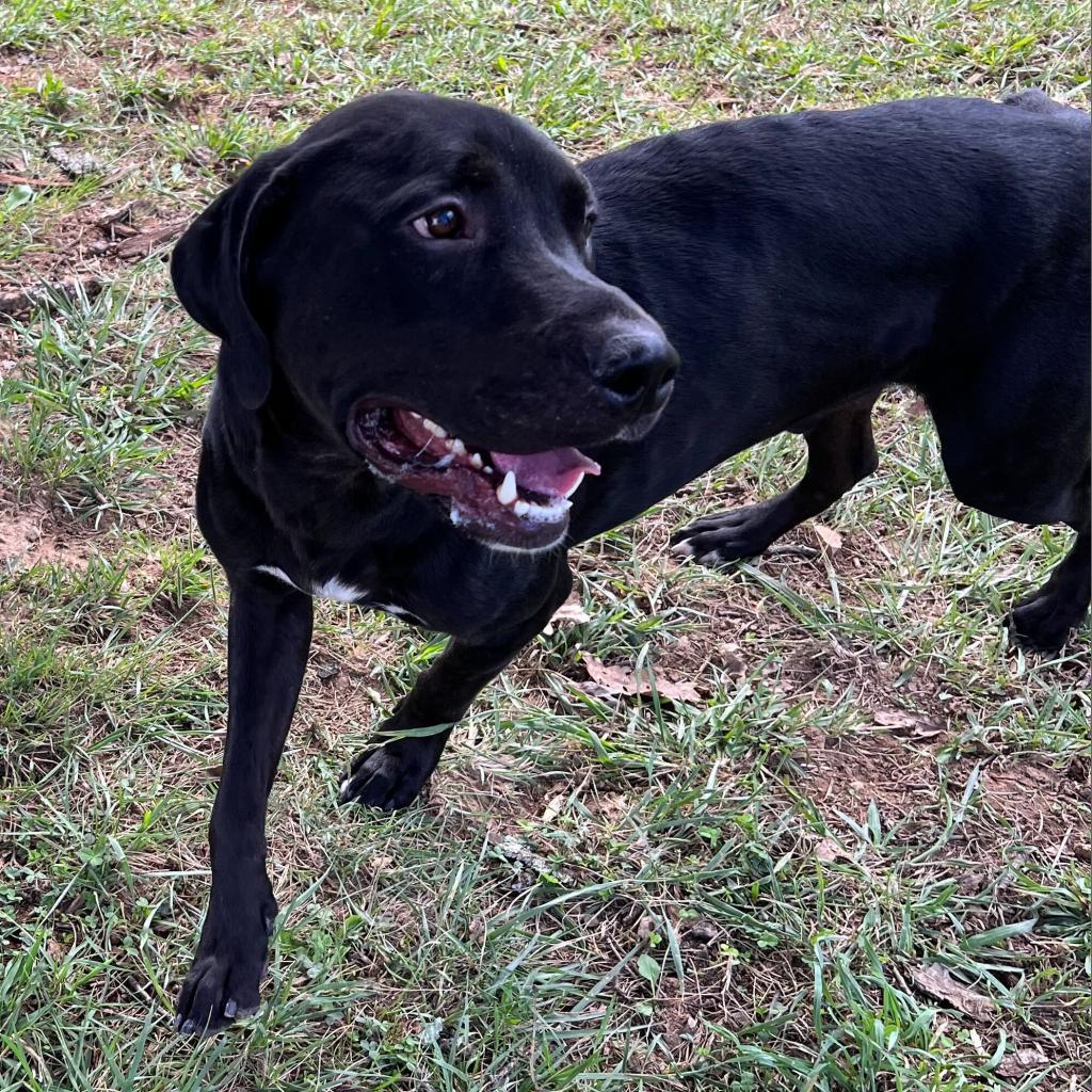 Enlarge Morgan, a Adoptable mixed breed in Chatsworth, CA image 4/6