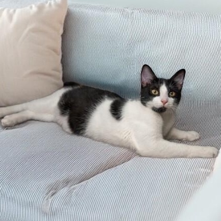 Benny Abba — thumbnail 3