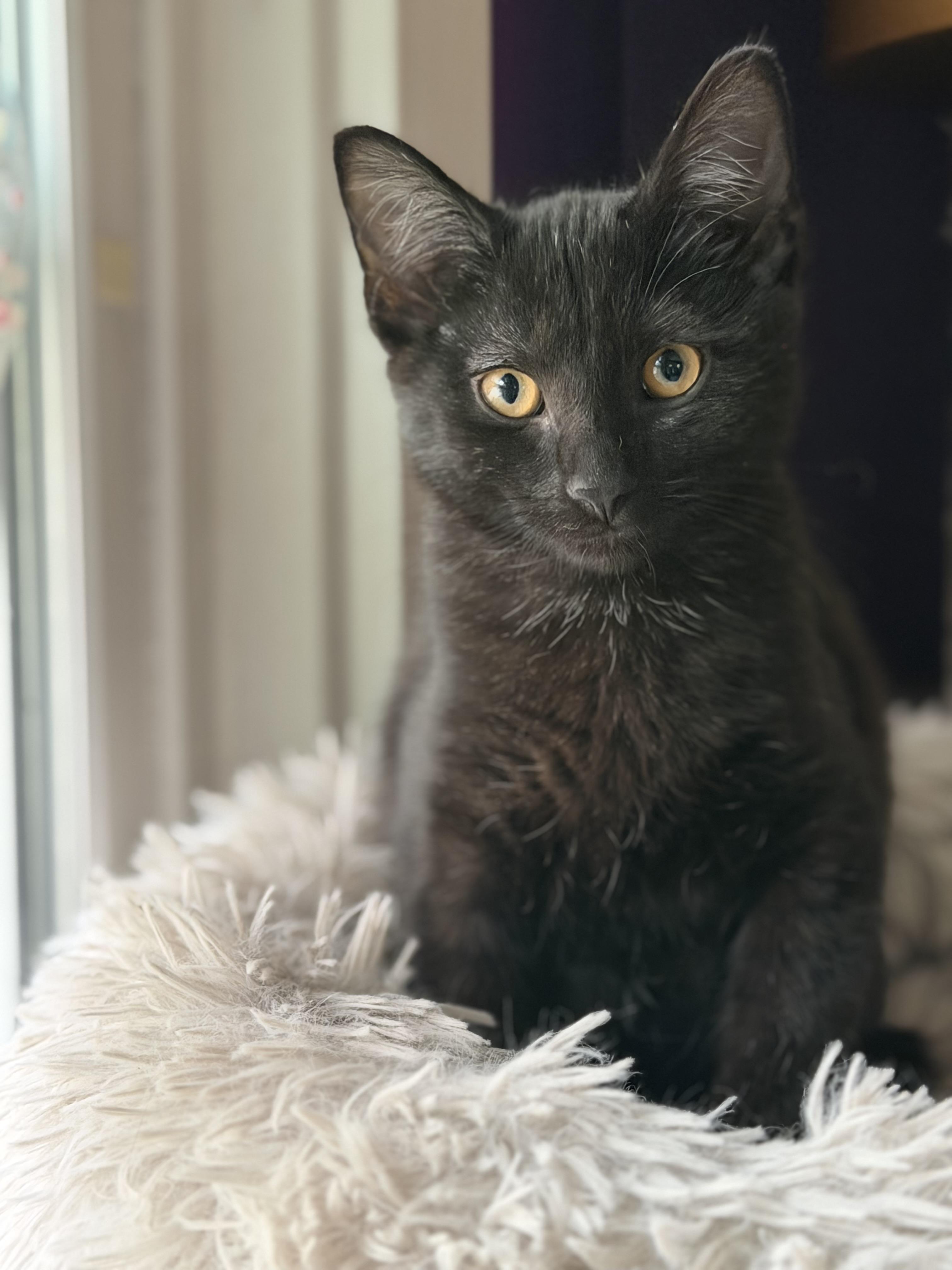 Enlarge Binx, a Adoptable mixed breed in Cincinnati, OH image 2/4