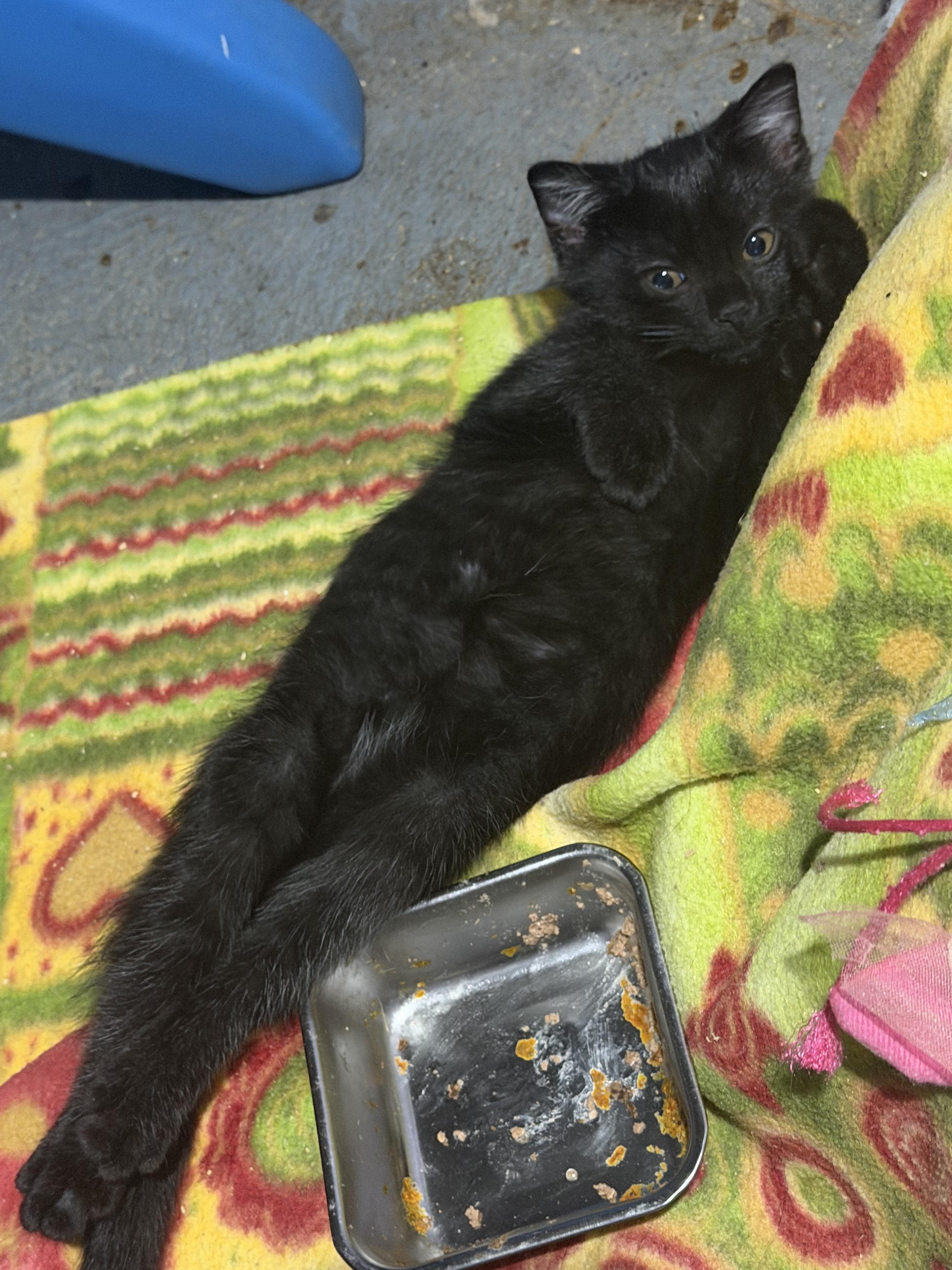 Enlarge Binx, a Adoptable mixed breed in Cincinnati, OH image 3/4