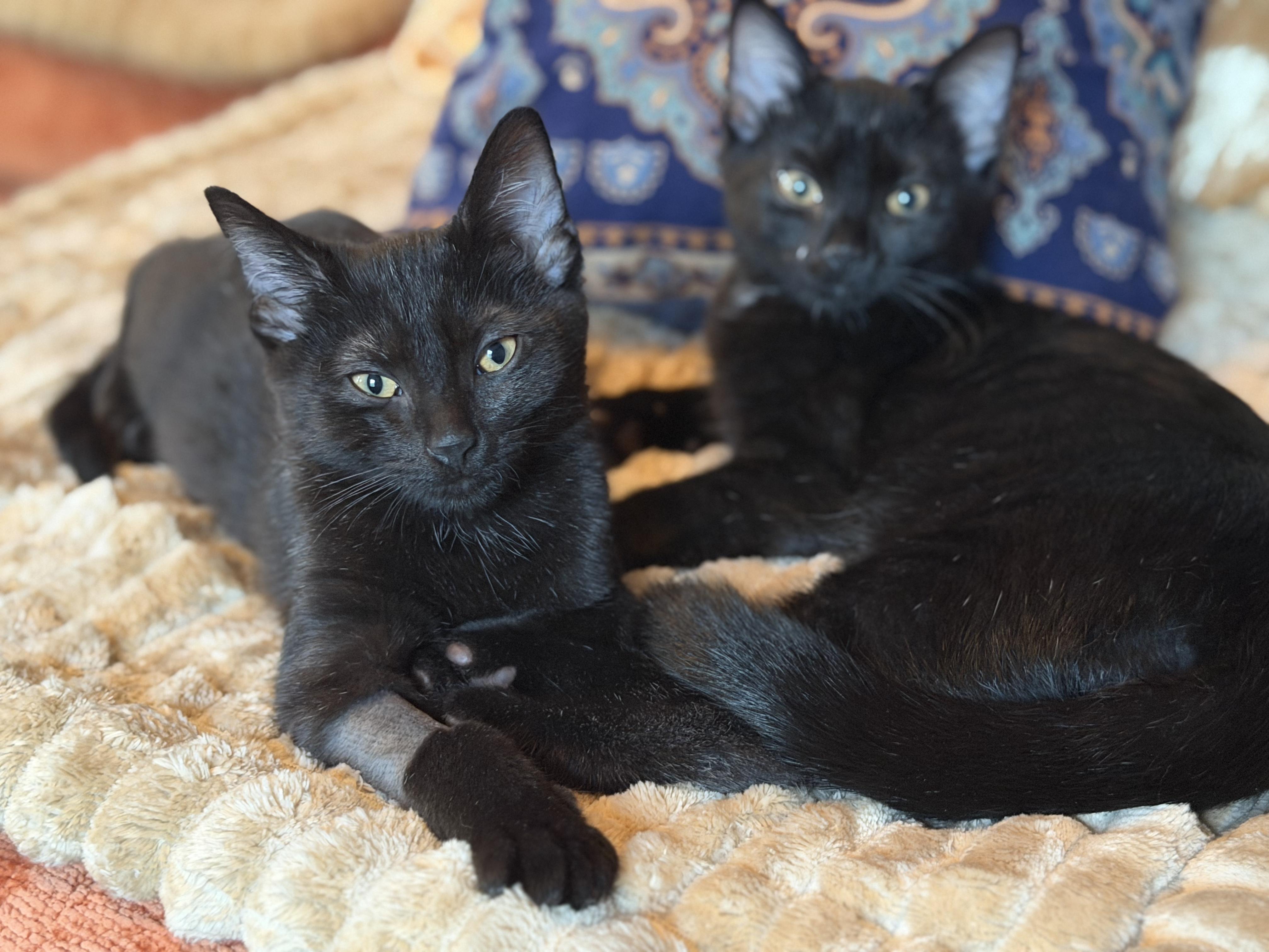 Binx, Adoptable, Kitten Male American Shorthair & Bombay.