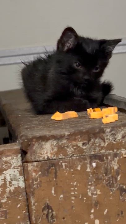 Enlarge Binx, a Adoptable mixed breed in Cincinnati, OH video 4/4