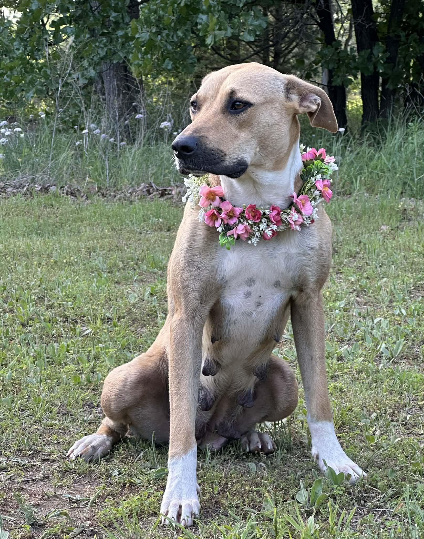 Freya, ADOPTABLE, Young Female Mixed Breed.