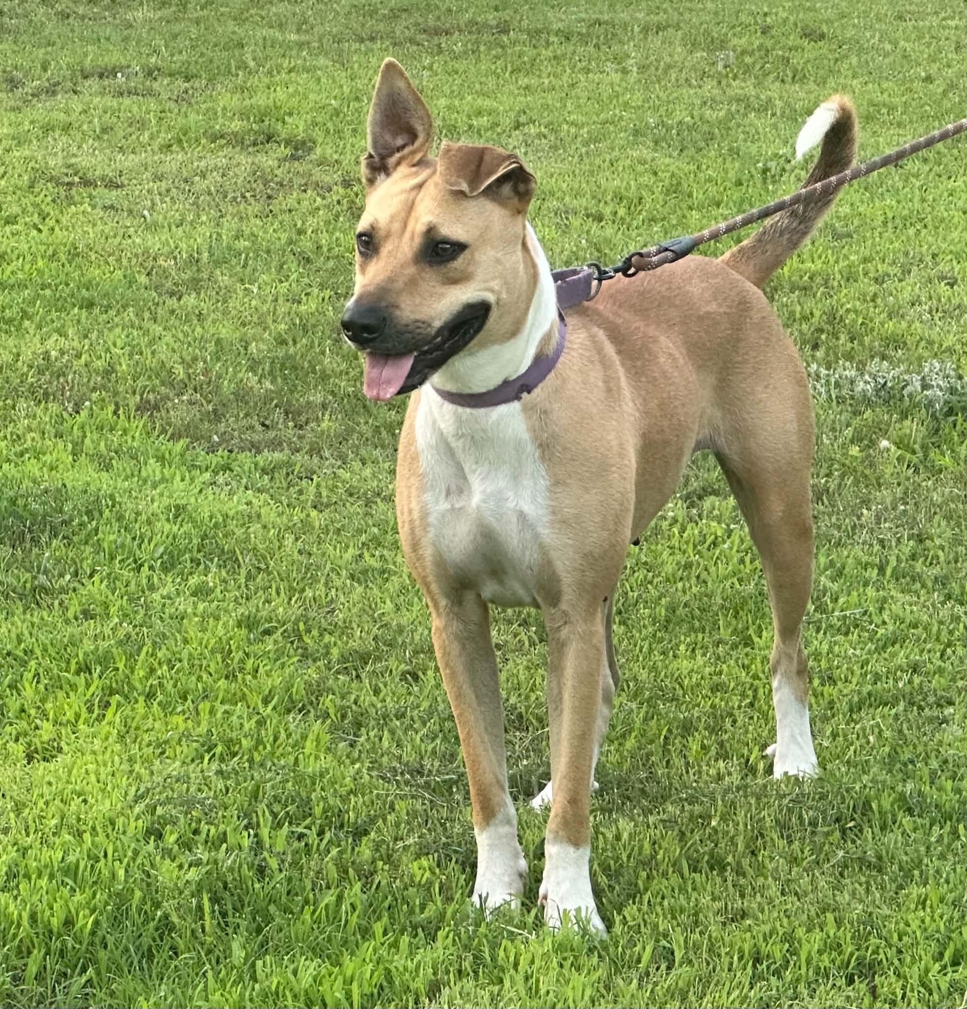 Freya, ADOPTABLE, Young Female Mixed Breed.