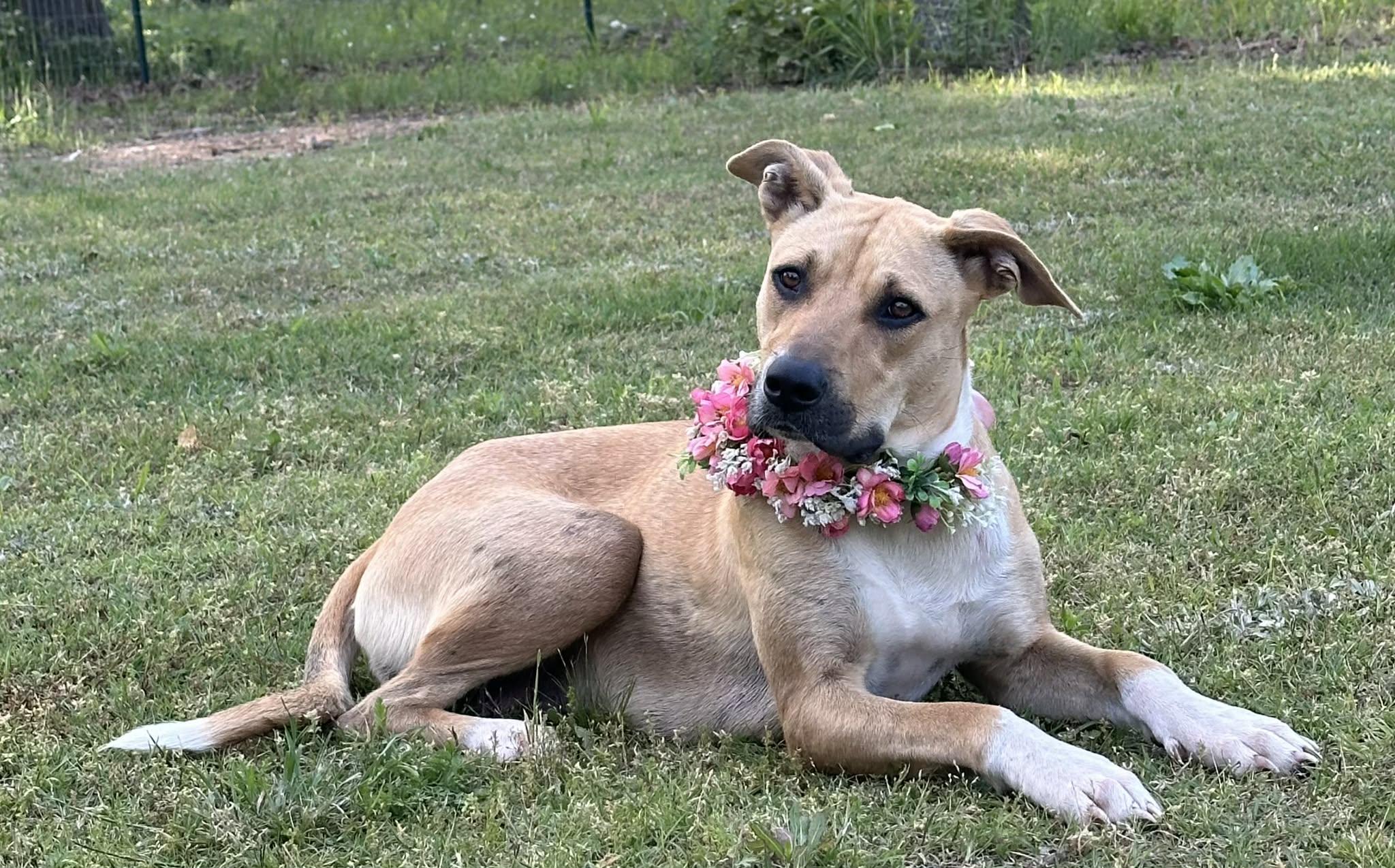 Freya, a ADOPTABLE Mixed Breed in Okemah, OK image 3/4