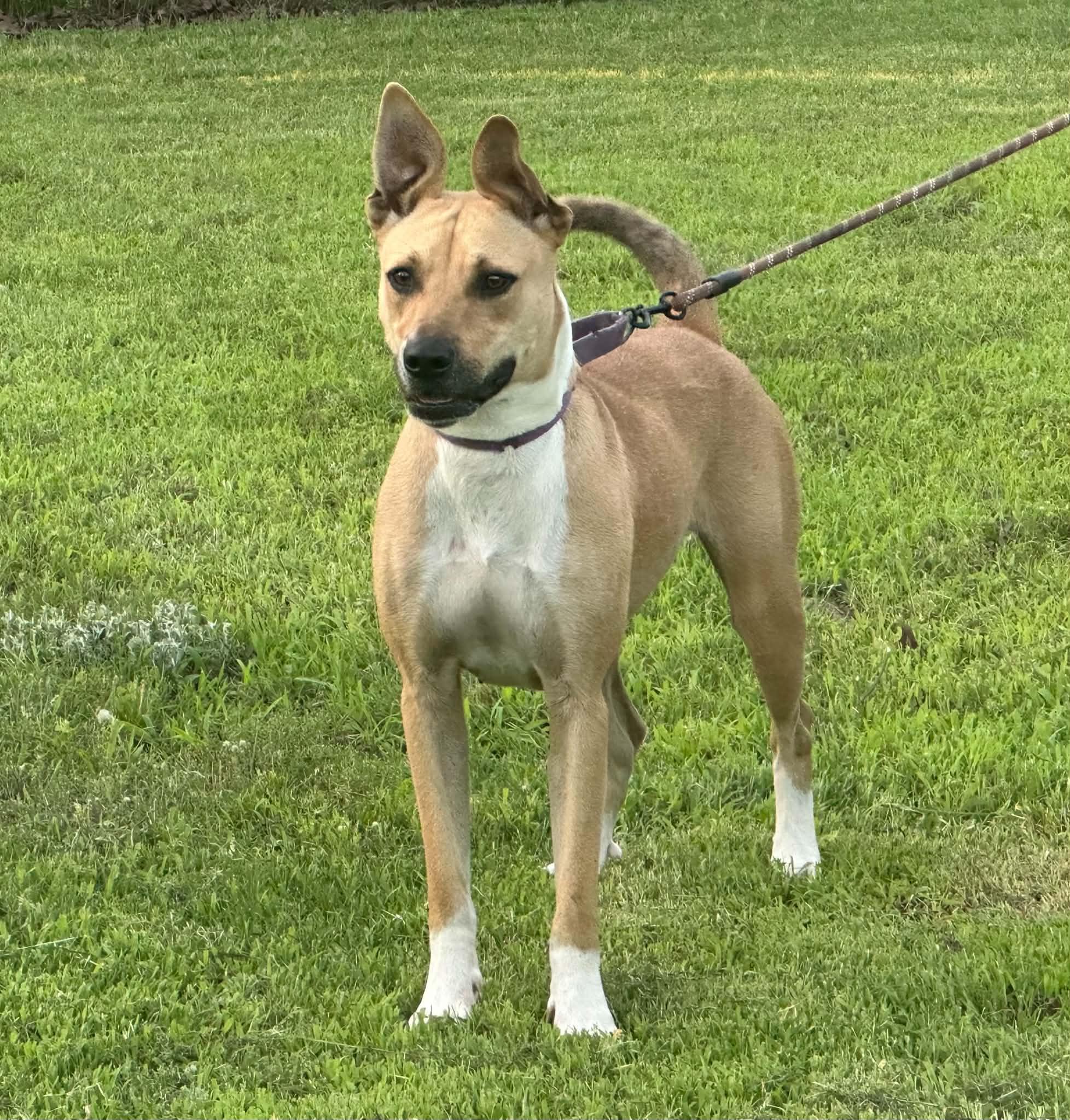 Freya, a ADOPTABLE Mixed Breed in Okemah, OK image 4/4