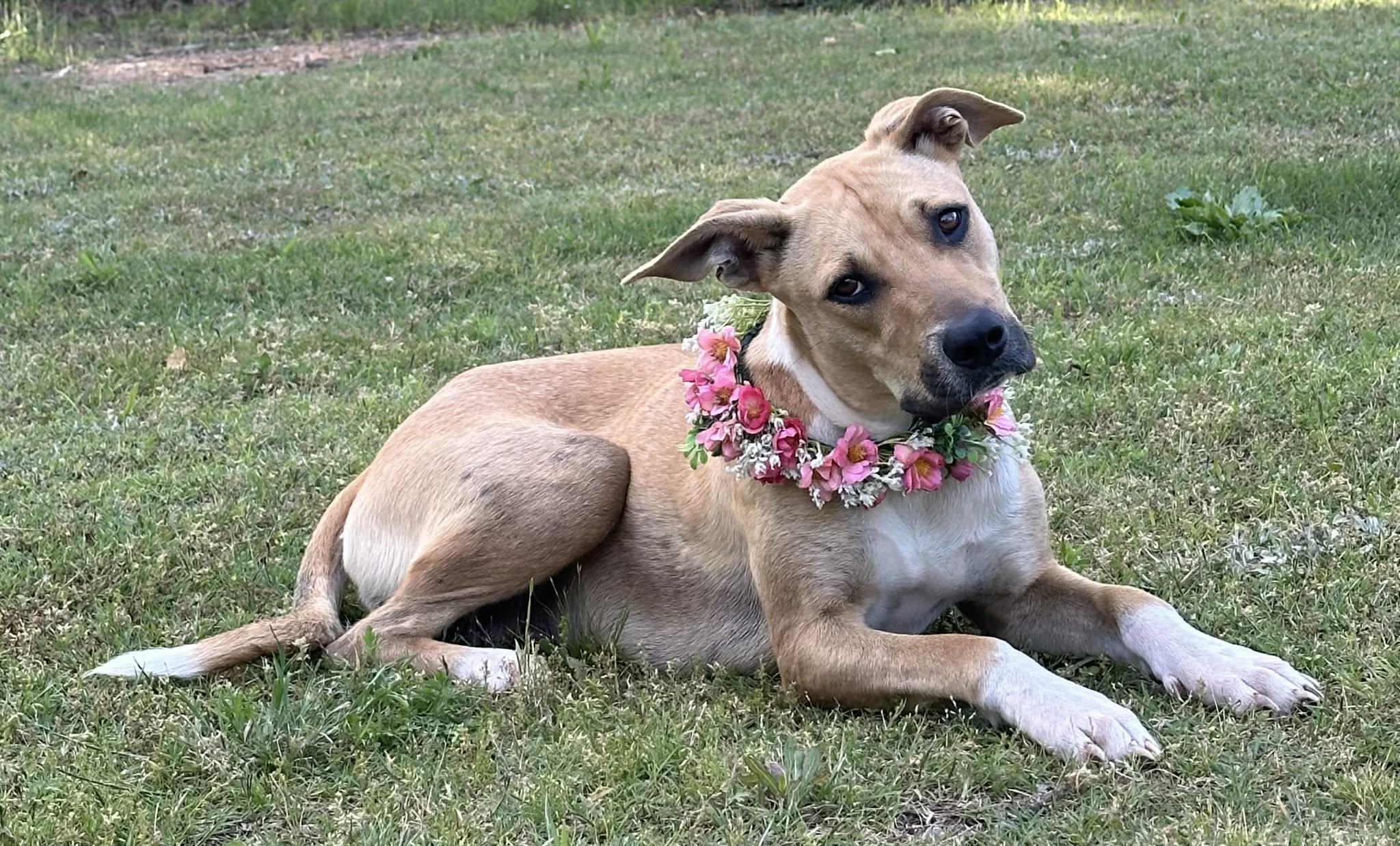Freya, a ADOPTABLE Mixed Breed in Okemah, OK image 2/4