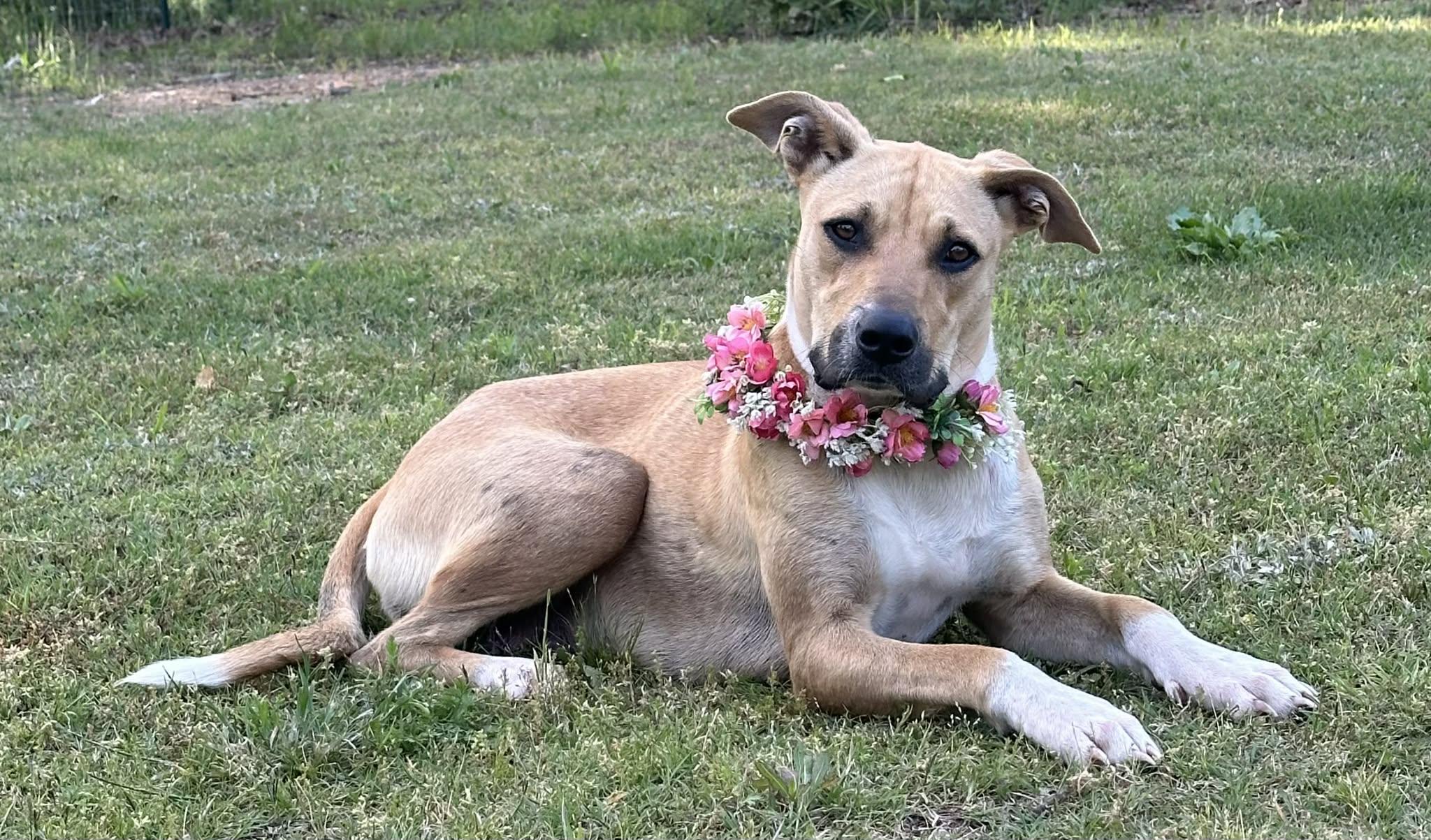 Freya, a ADOPTABLE Mixed Breed in Okemah, OK image 4/4