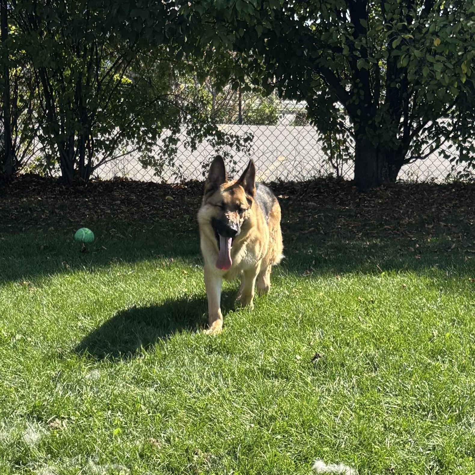 Deja - Reduced adoption fee (cost of a license), an adoptable German Shepherd Dog in Mississauga, ON, L5C 4H4 | Photo Image 3