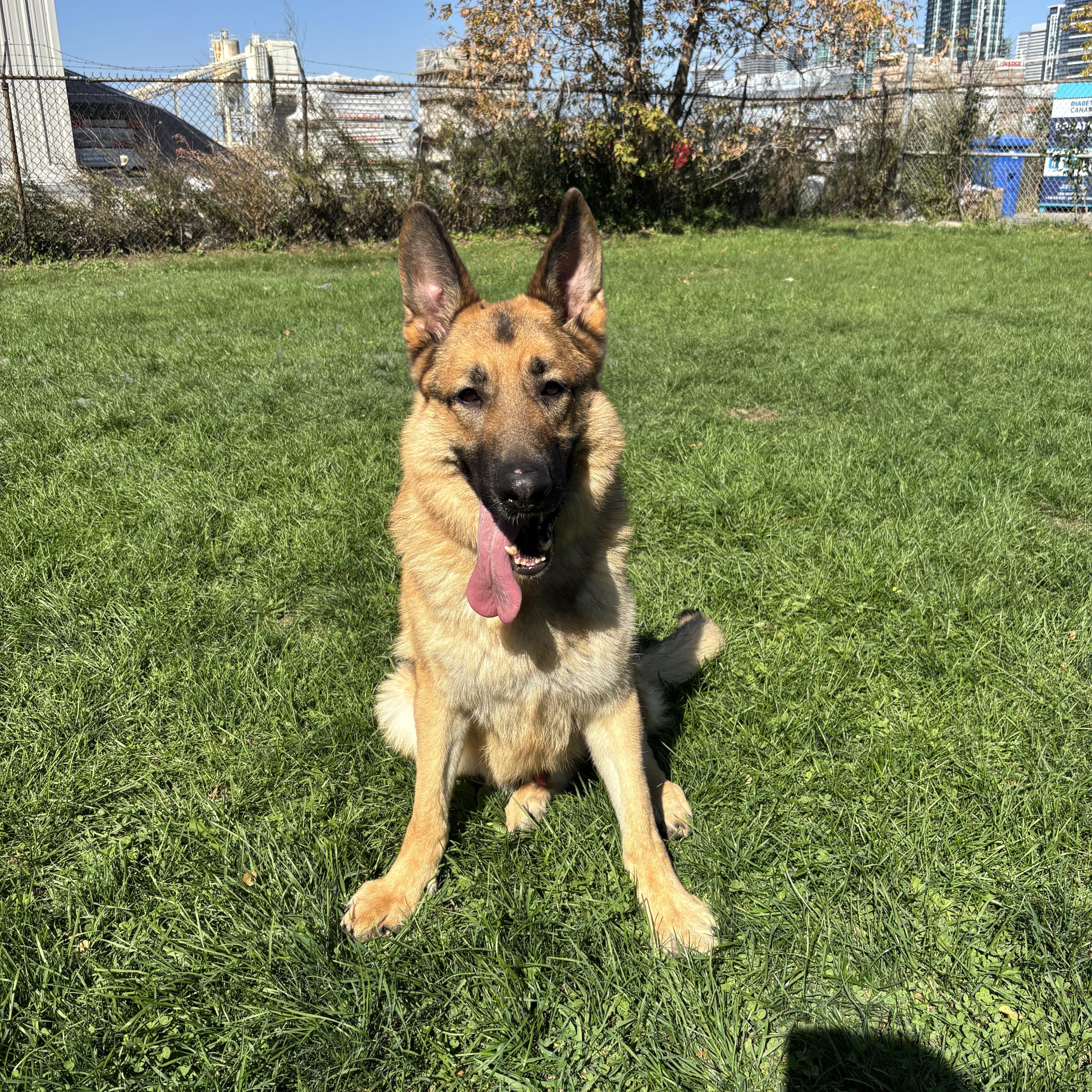 Deja - Reduced adoption fee (cost of a license), an adoptable German Shepherd Dog in Mississauga, ON, L5C 4H4 | Photo Image 5