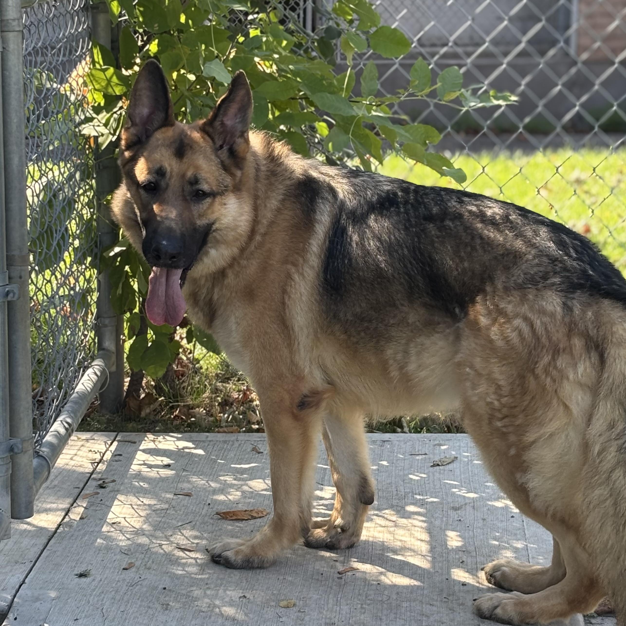 Deja - Reduced adoption fee (cost of a license), an adoptable German Shepherd Dog in Mississauga, ON, L5C 4H4 | Photo Image 6