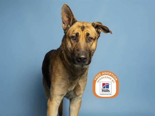 Enlarge JEFE, a Adoptable mixed breed in Phoenix, AZ image 1/1