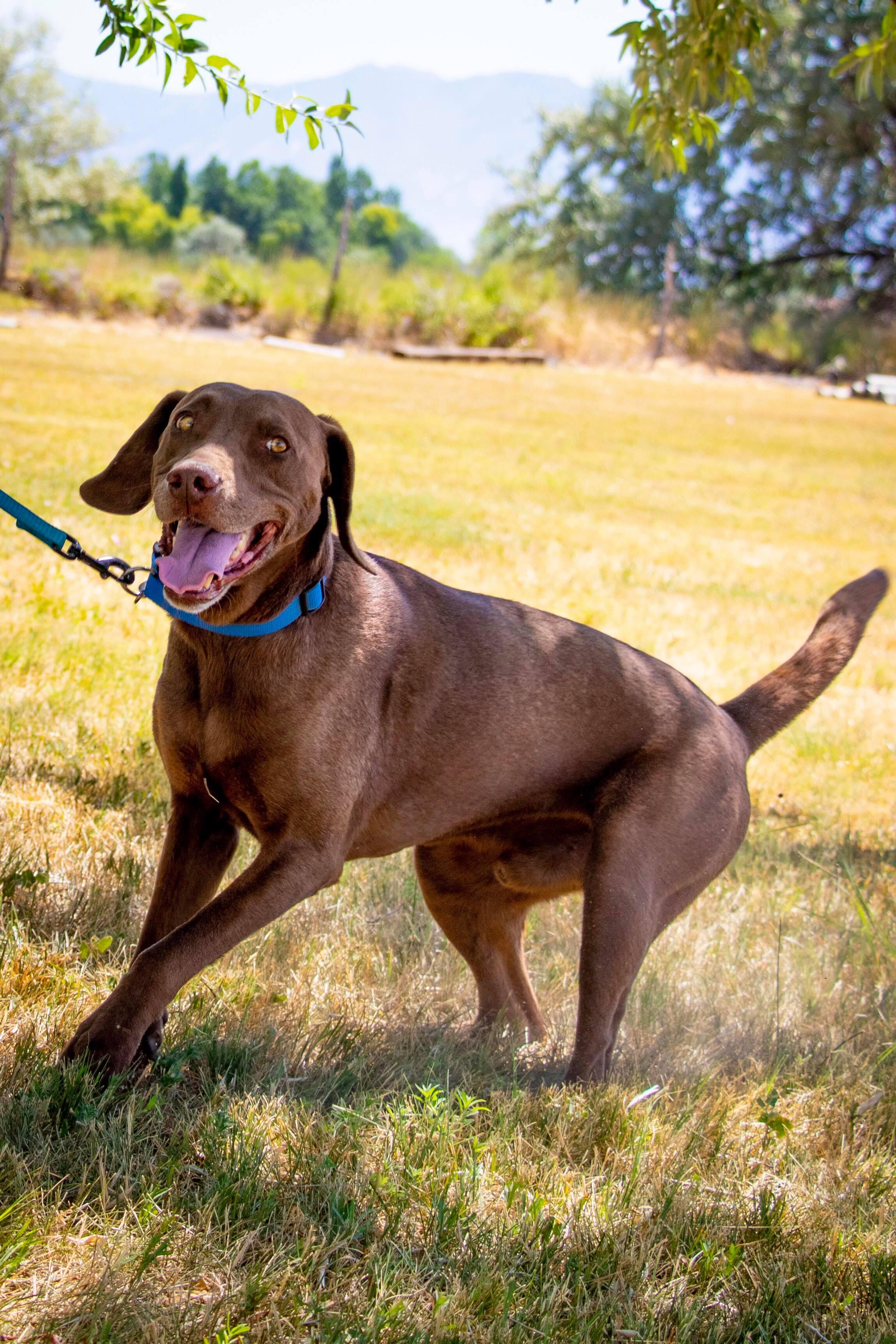 Chief, Adoptable, Adult Male Labrador Retriever & Weimaraner.