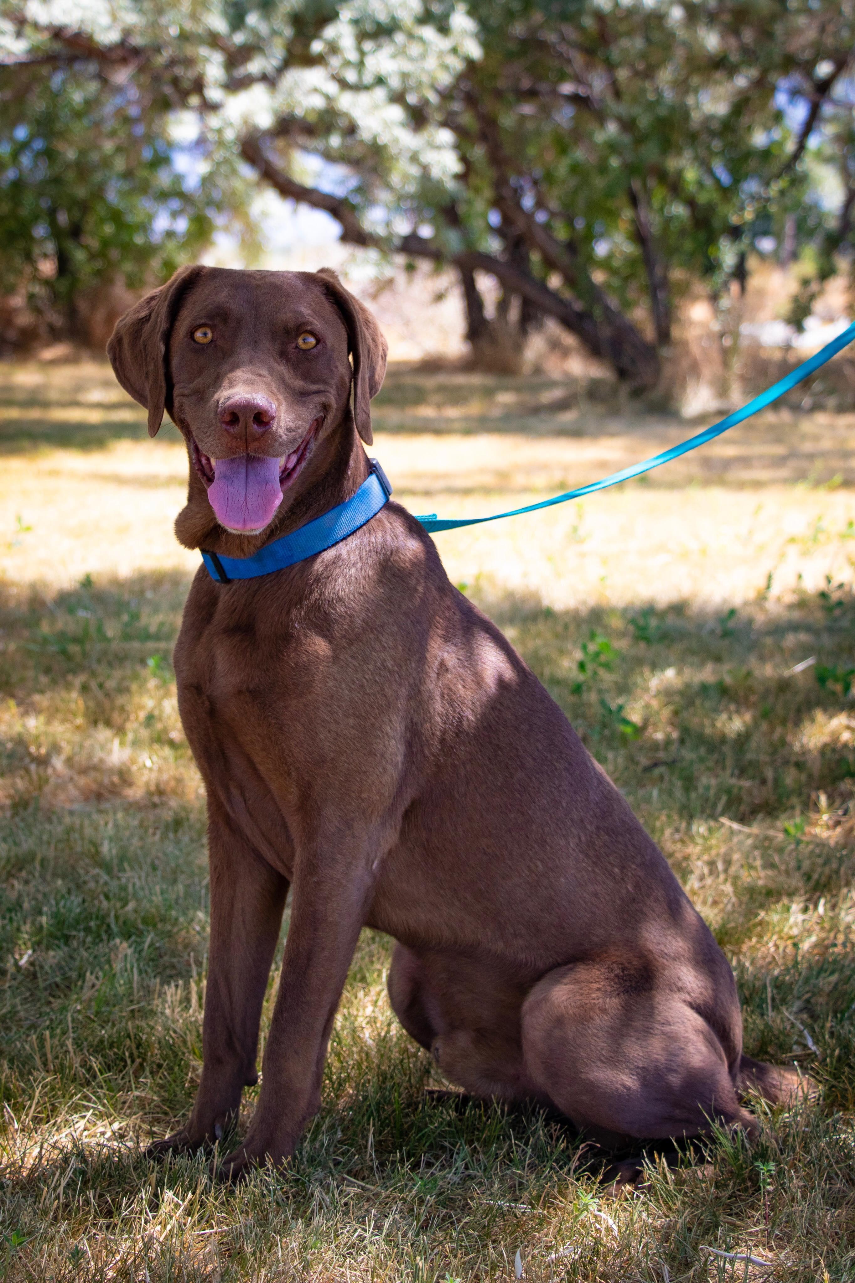 Enlarge Chief, a Adoptable mixed breed in Grantsville, UT image 3/6