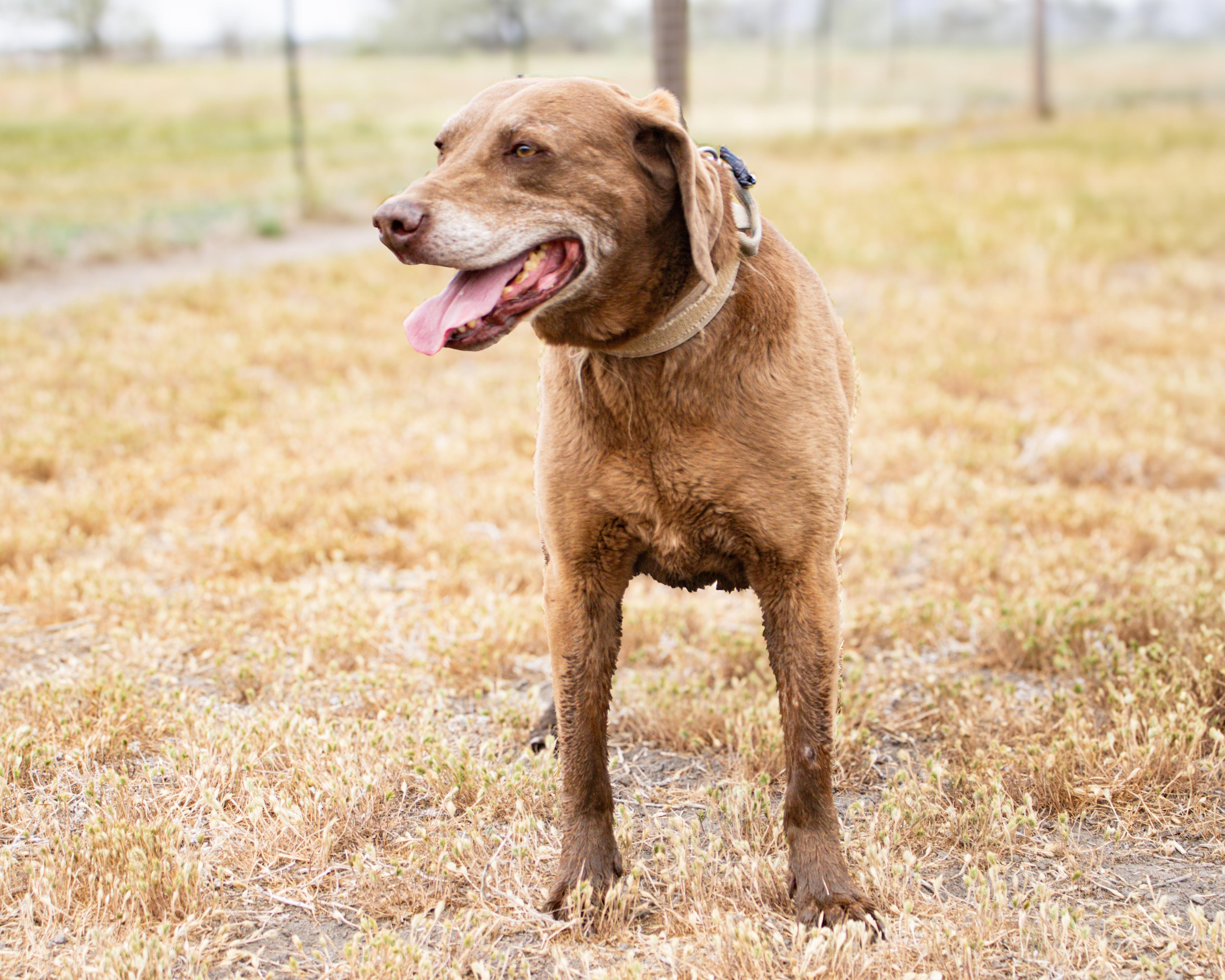 Enlarge Chief, a Adoptable mixed breed in Grantsville, UT image 5/6