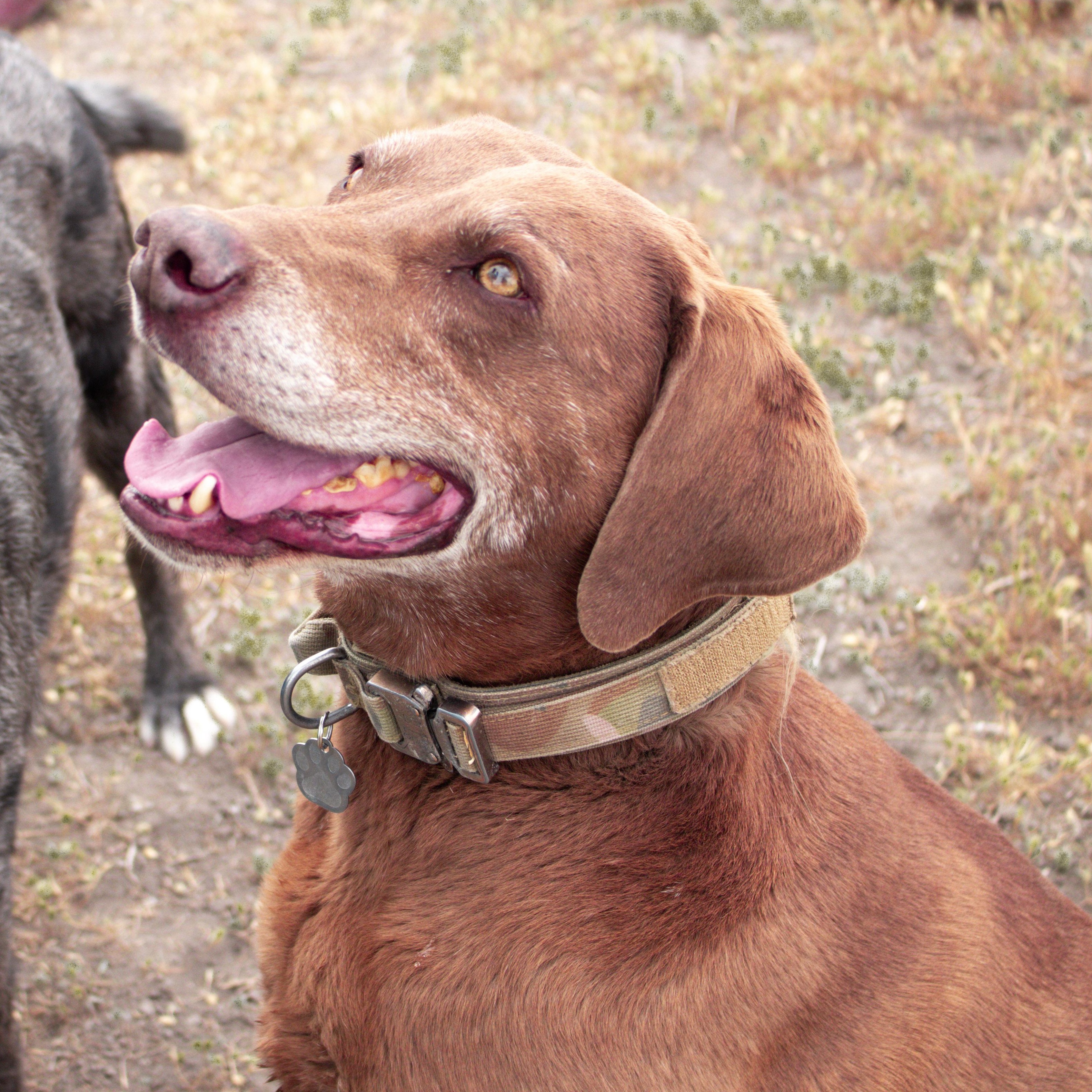 Chief, a Adoptable mixed breed in Grantsville, UT image 6/6