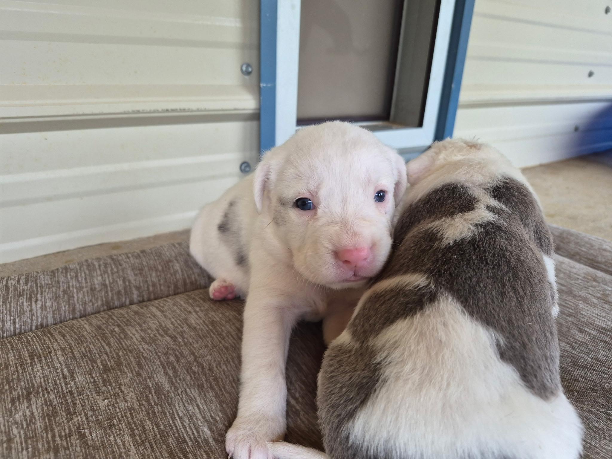 Enlarge Oscar, an adopted mixed breed in Livingston, TX image 3/5
