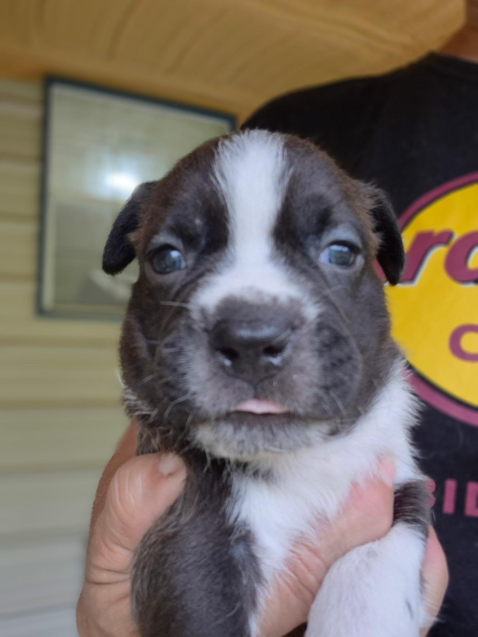 Enlarge Oscar, an adopted mixed breed in Livingston, TX image 1/5