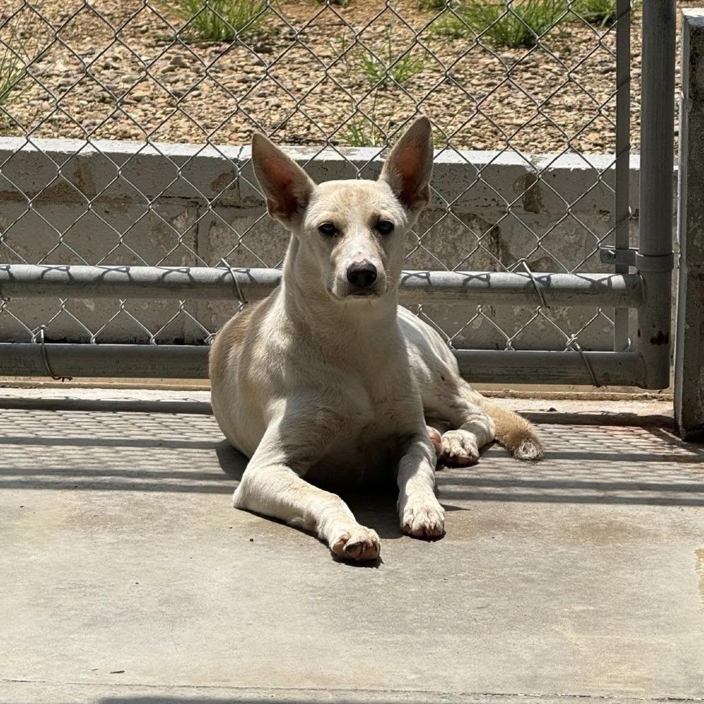 Mary Jo 061805, Adoptable, Young Female Shepherd.