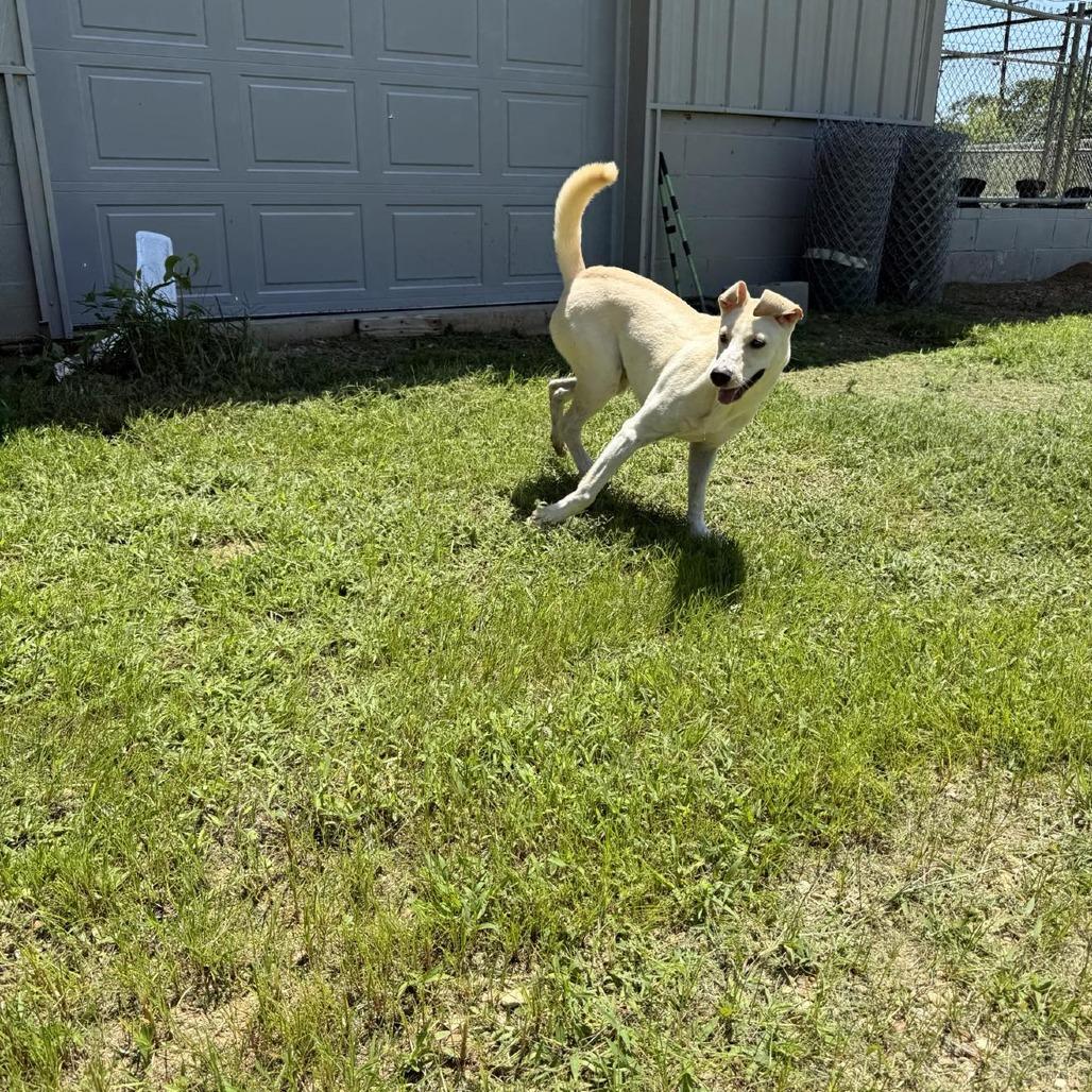 Enlarge Mary Jo 061805, a Adoptable Shepherd in Amory, MS image 2/3