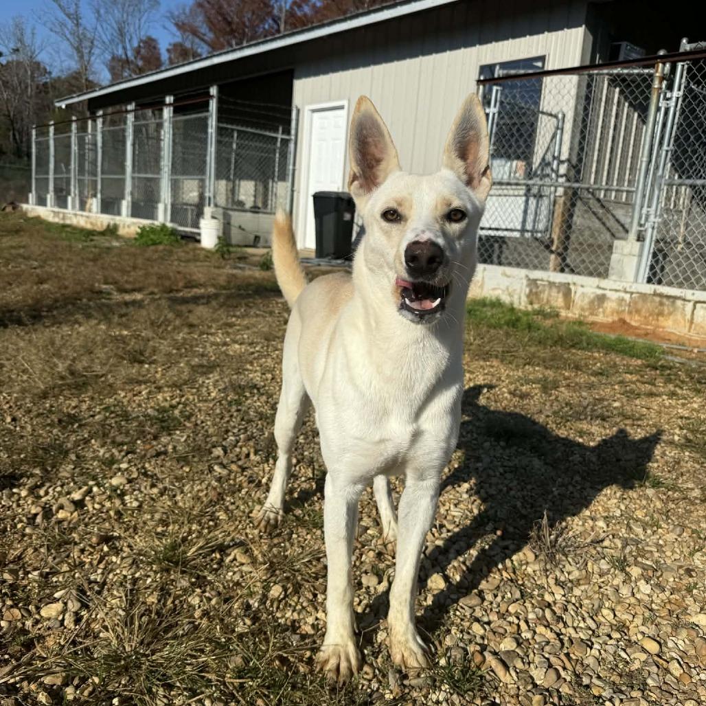 Enlarge Mary Jo 061805, a Adoptable Shepherd in Amory, MS image 3/3