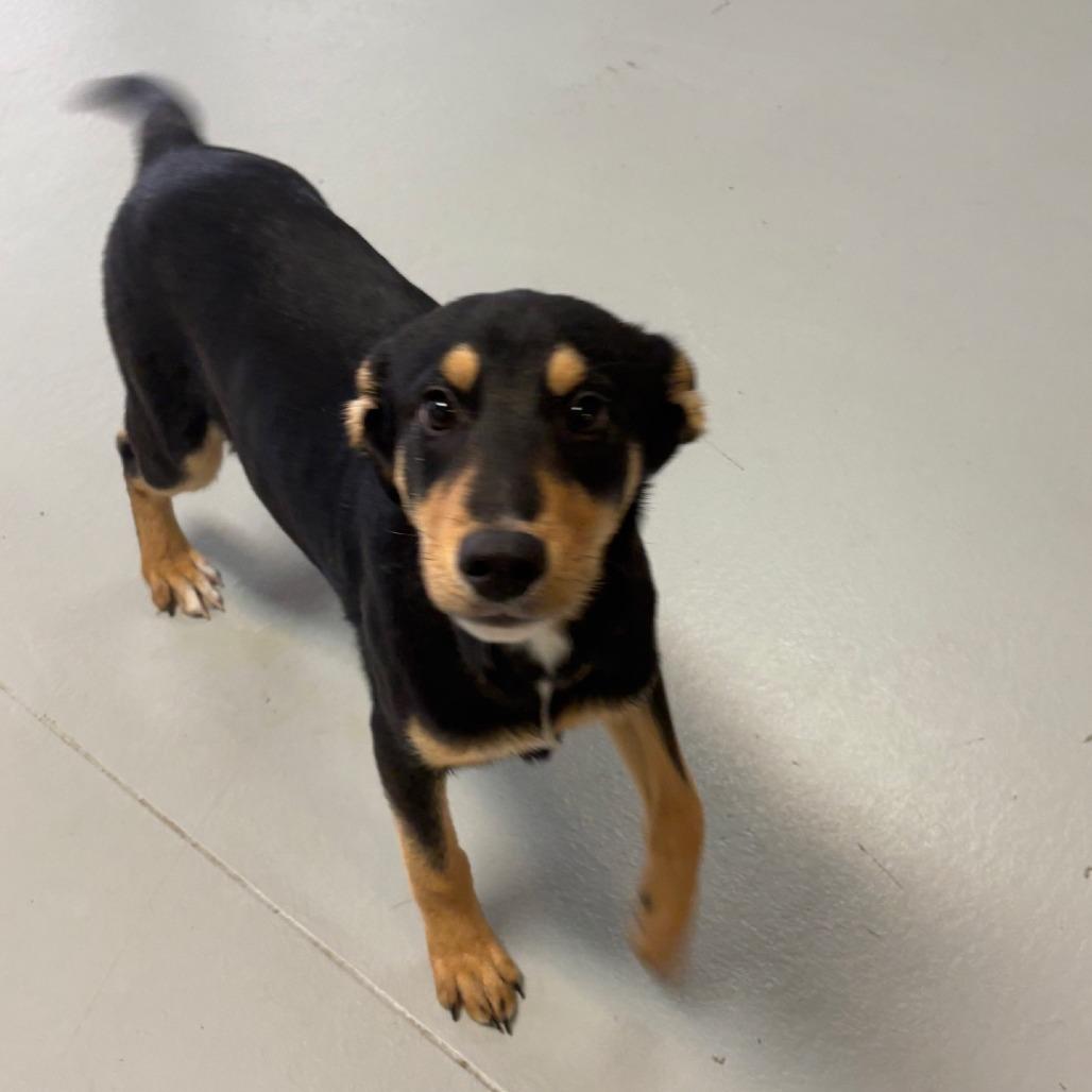 Enlarge Chester, a Adoptable mixed breed in Branson, MO image 1/6