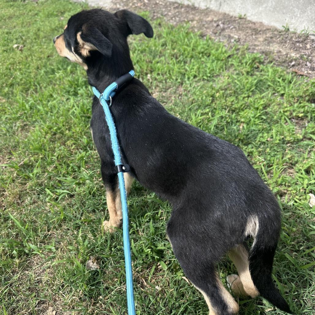 Chester, Adoptable, Puppy Male Shepherd & Mixed Breed.
