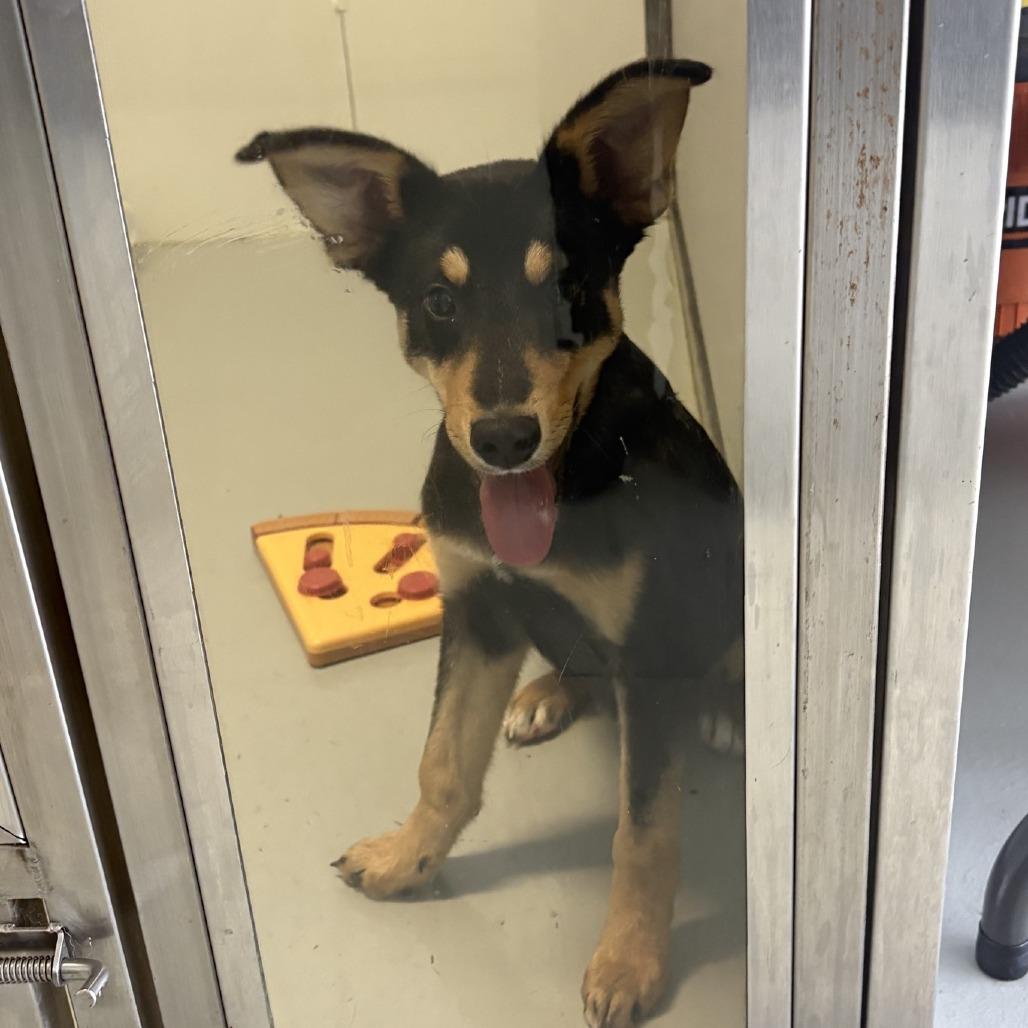 Enlarge Chester, a Adoptable mixed breed in Branson, MO image 3/6