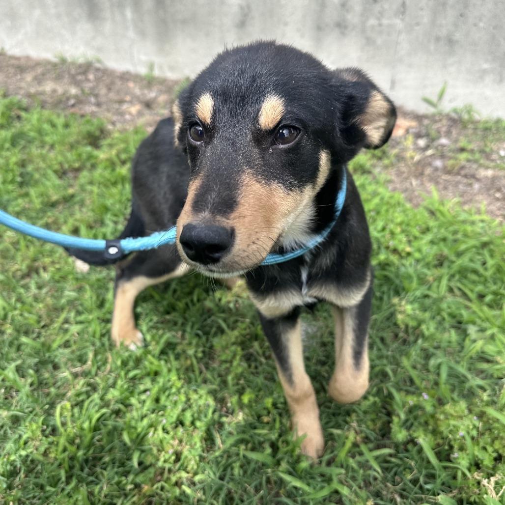 Chester, a Adoptable mixed breed in Branson, MO image 2/3