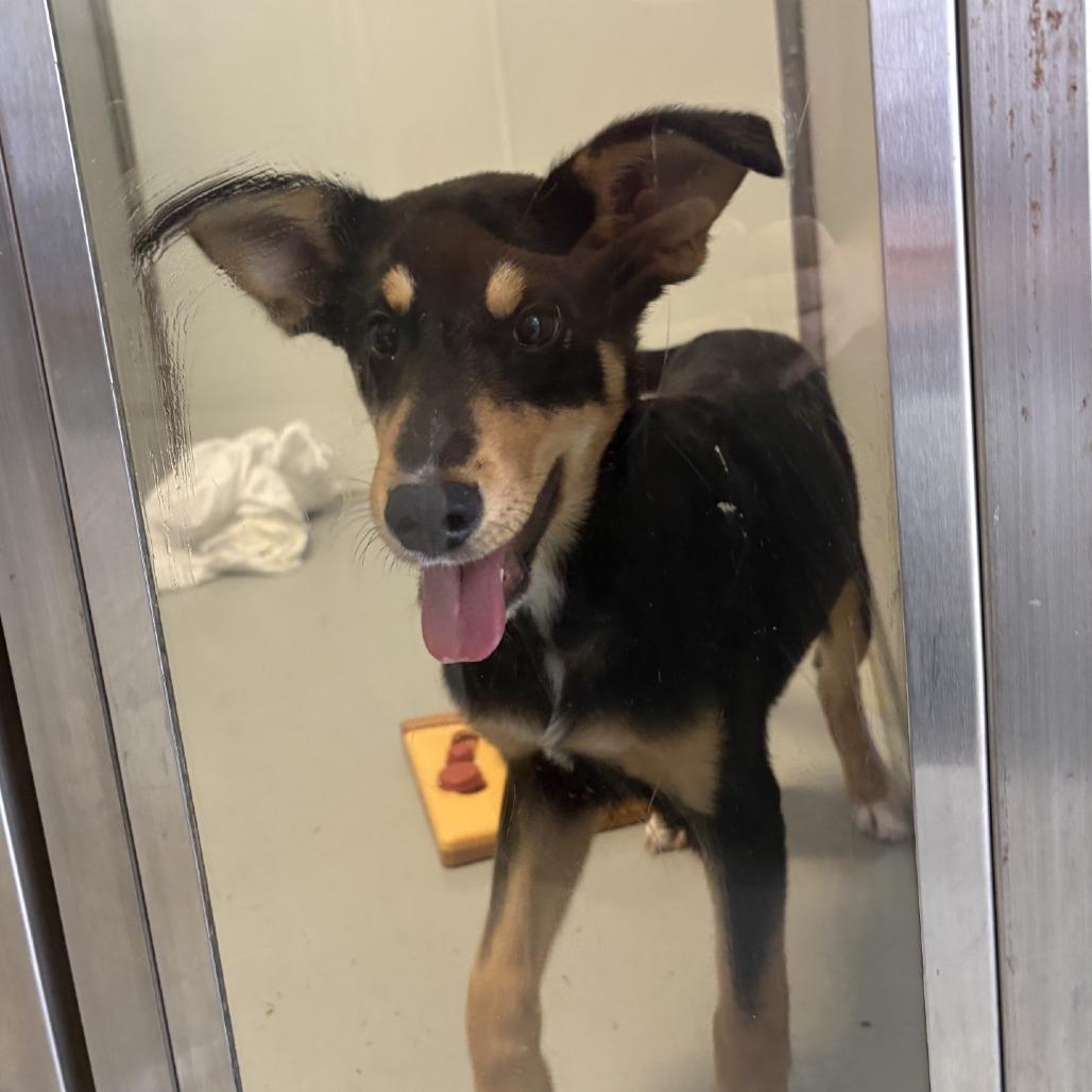Enlarge Chester, a Adoptable mixed breed in Branson, MO image 5/6