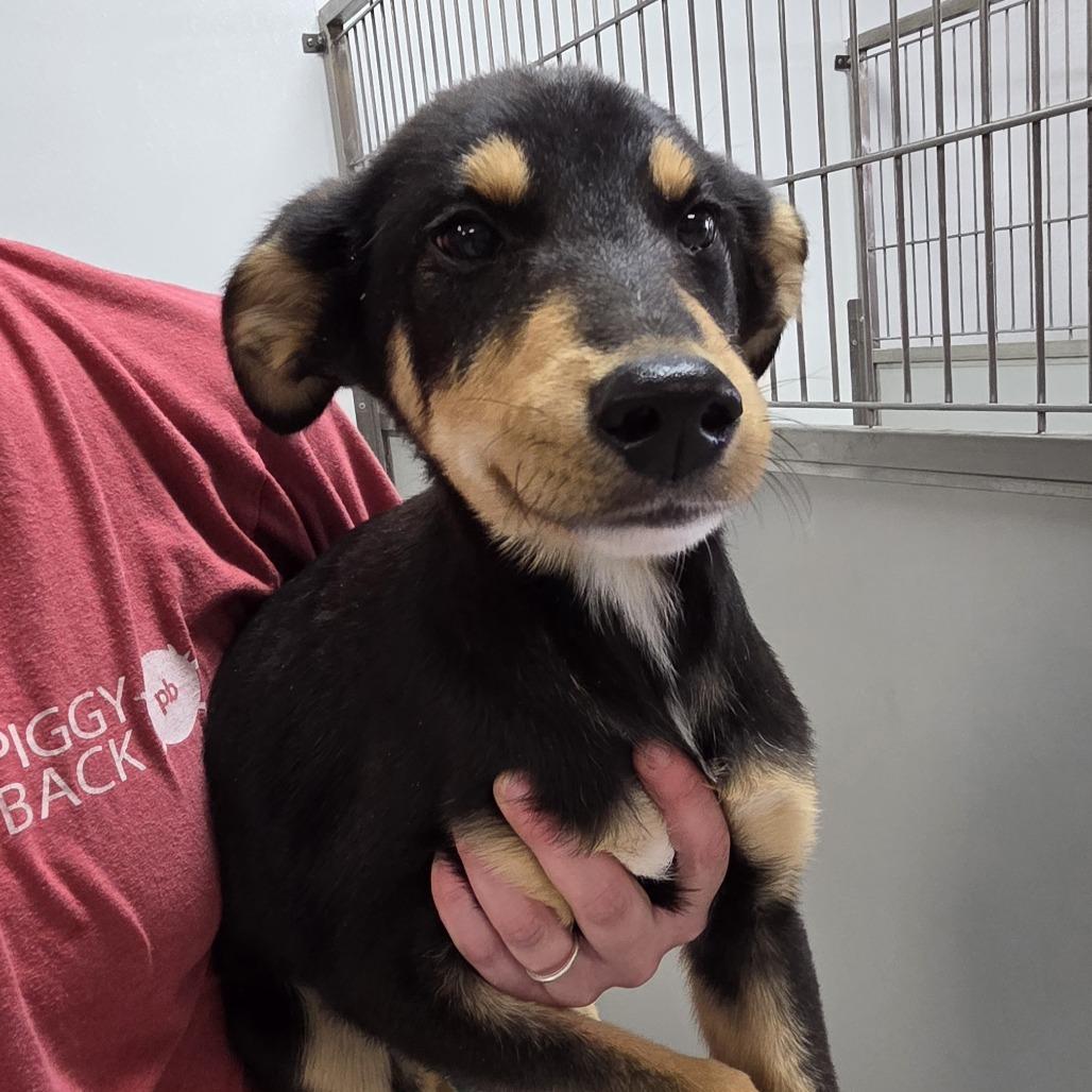 Chester, a Adoptable mixed breed in Branson, MO image 3/3