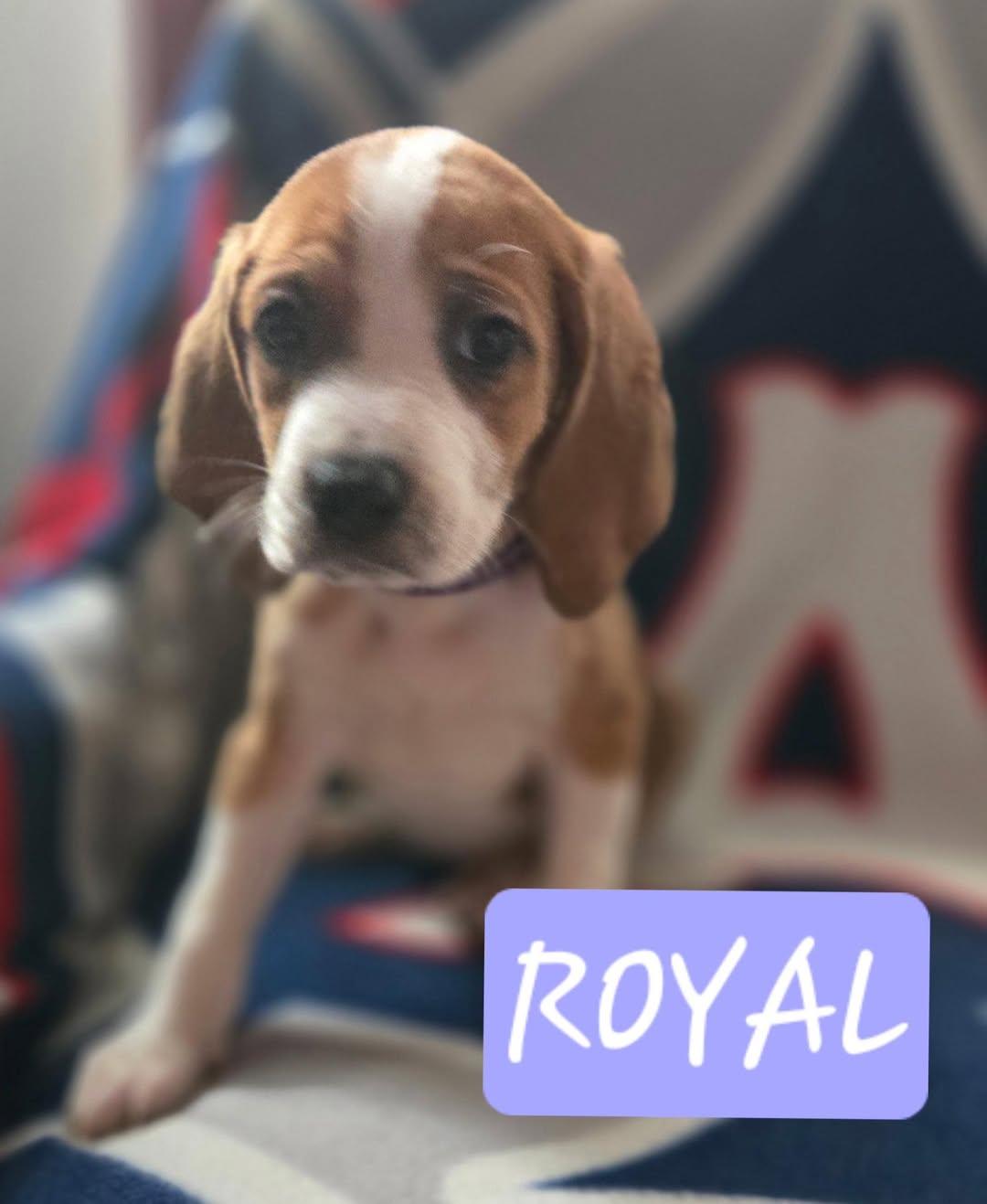 Royal