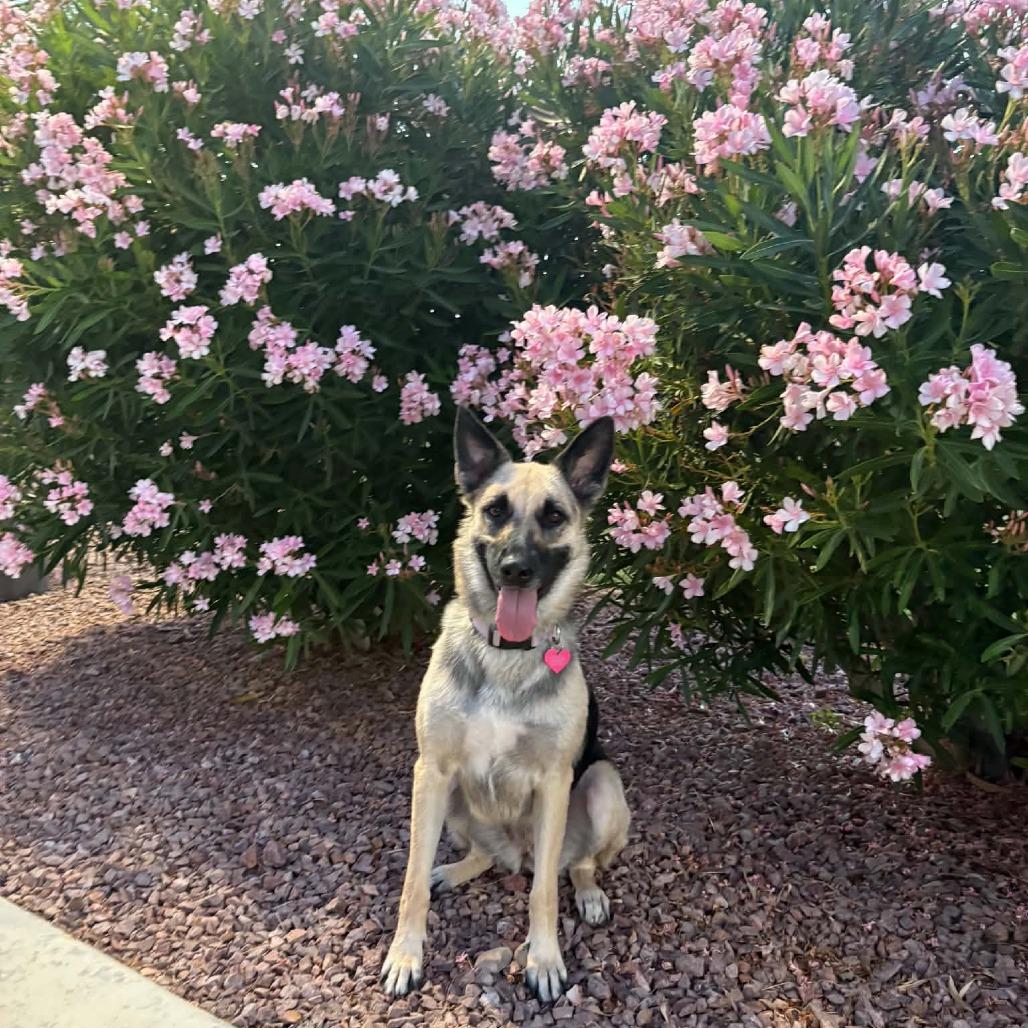 Enlarge Kiba, a Adoptable German Shepherd Dog in Las Vegas, NV image 2/5