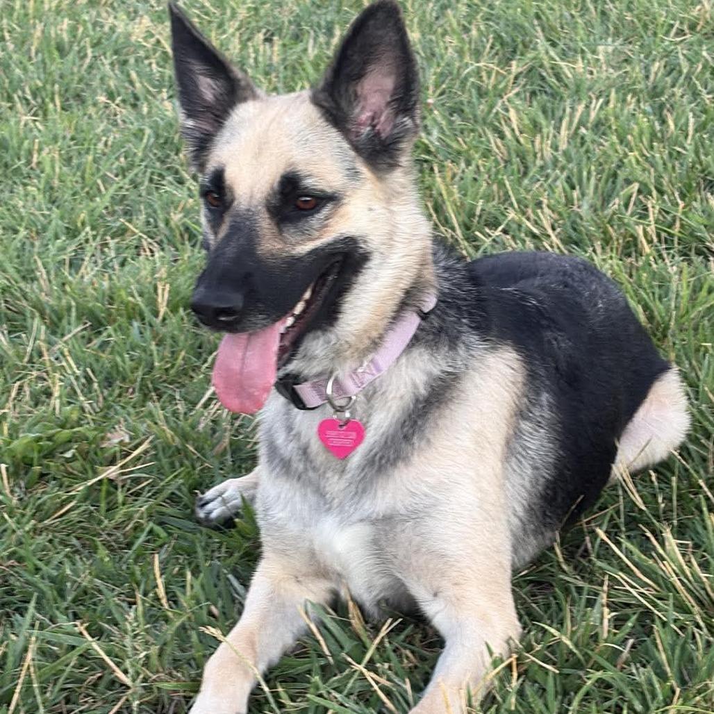 Enlarge Kiba, a Adoptable German Shepherd Dog in Las Vegas, NV image 3/5