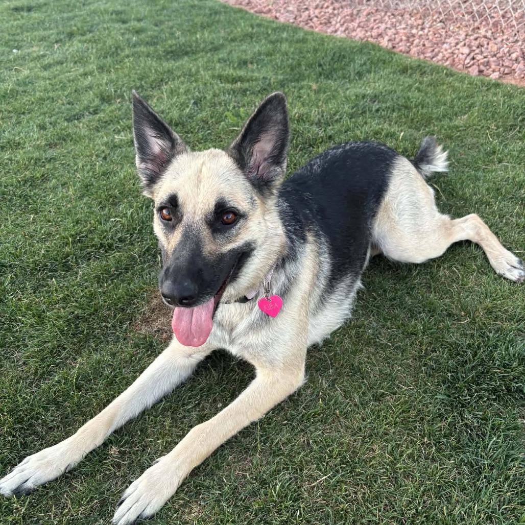 Enlarge Kiba, a Adoptable German Shepherd Dog in Las Vegas, NV image 4/5