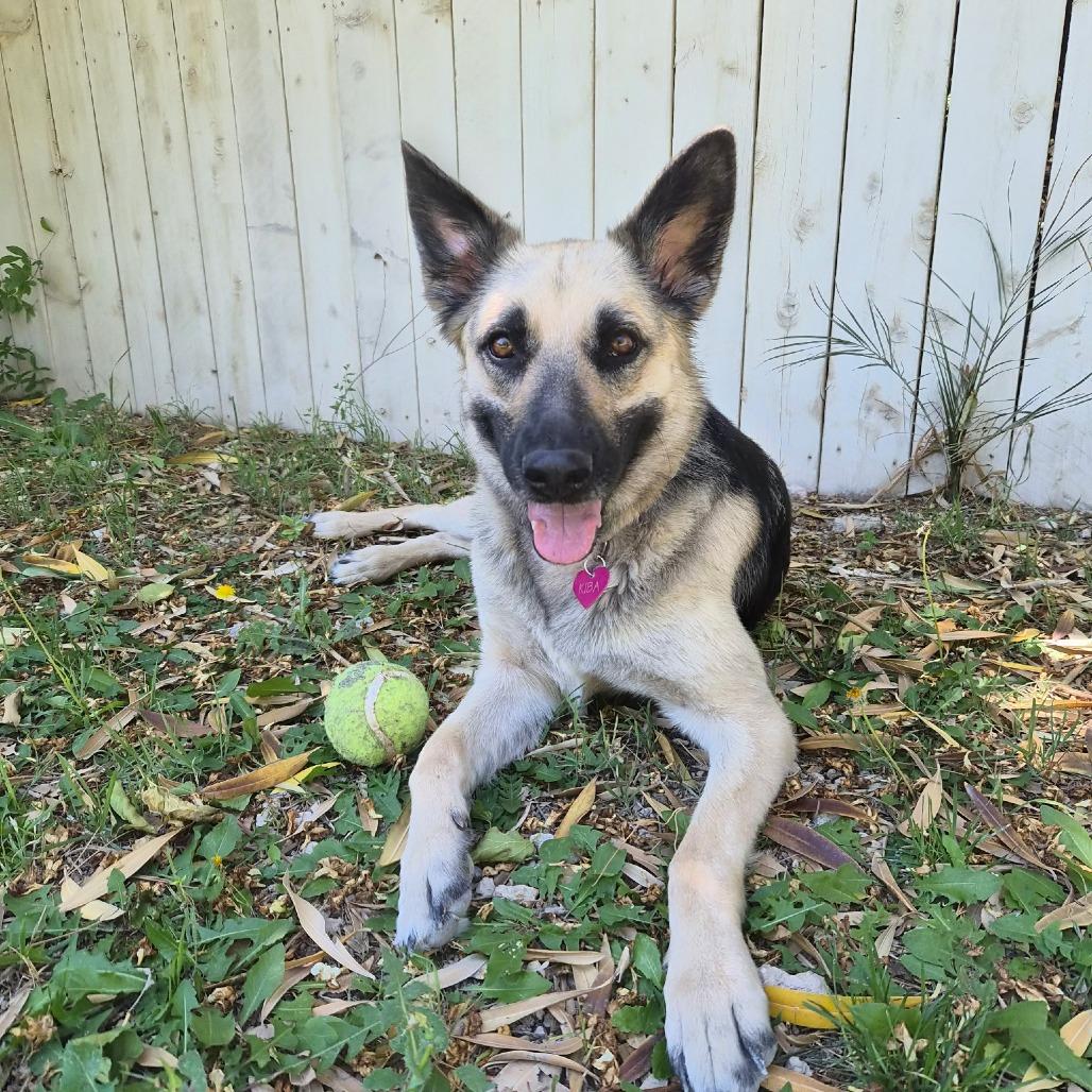 Kiba, a Adoptable German Shepherd Dog in Las Vegas, NV image 2/2