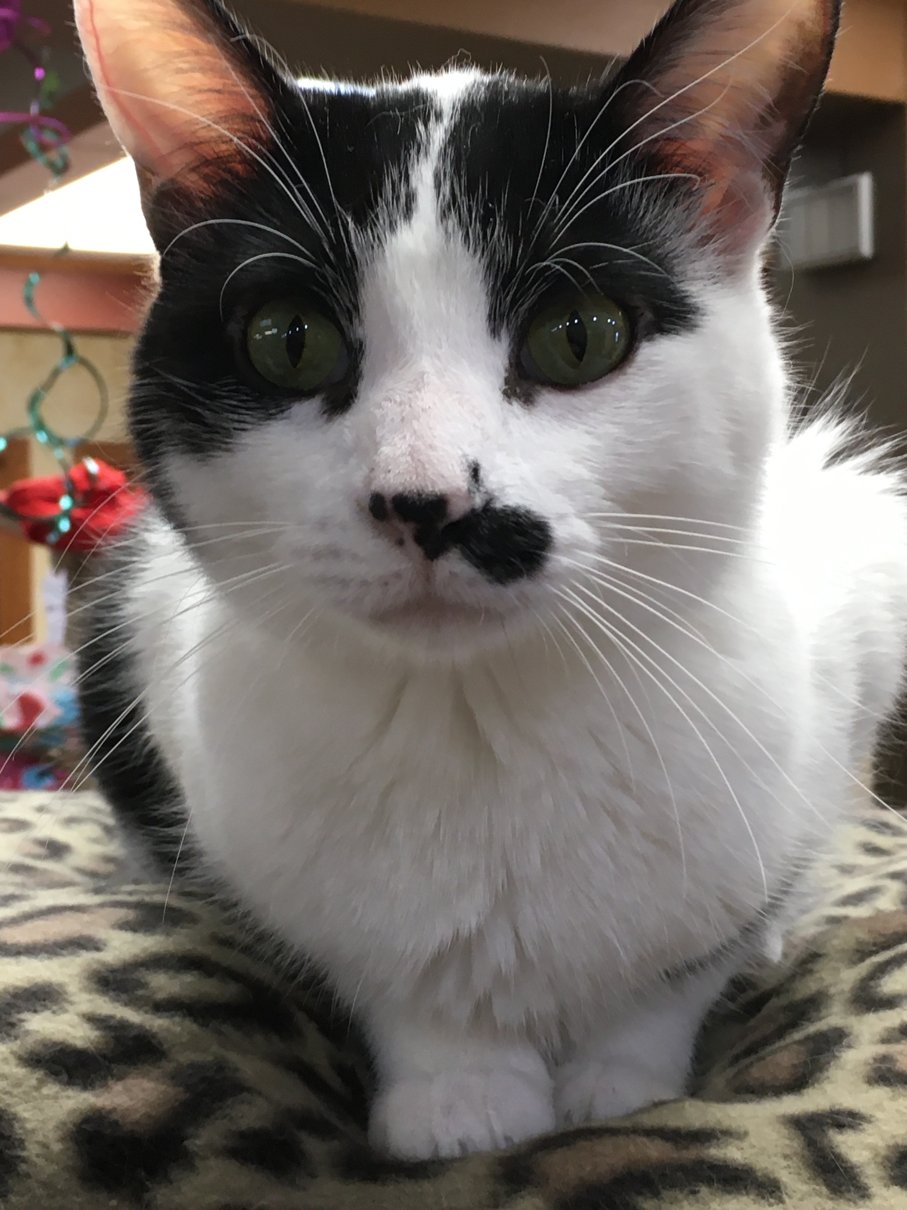 Charlie, a Adoptable Domestic Short Hair in Crystal Lake, IL image 2/6